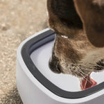Pet Magic Bowl For Dog And Cat
